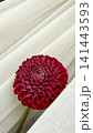 Dahlia Flower on Soft White Fabric Background 141443593