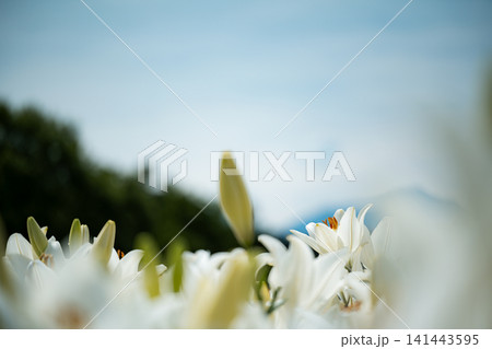 朝露に濡れる白いユリの花と蕾のクローズアップ 141443595