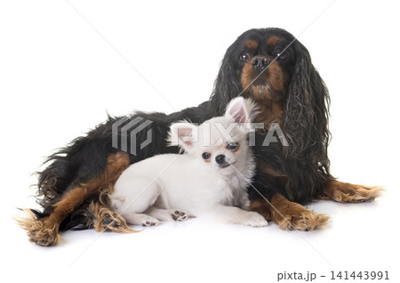 cavalier king charles and chihuahua cavalier king charles and chihuahua 141443991