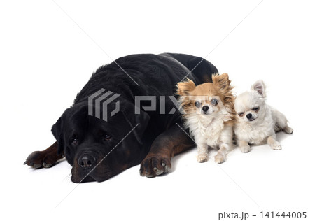 rottweiler and chihuahua in studio rottweiler and chihuahua in studio 141444005