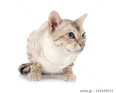 bengal in studio 141444013