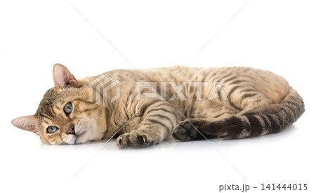 bengal in studio bengal in studio 141444015