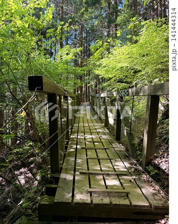 丹沢・大山登山道の木橋と新緑 丹沢・大山登山道の木橋と新緑 141444314