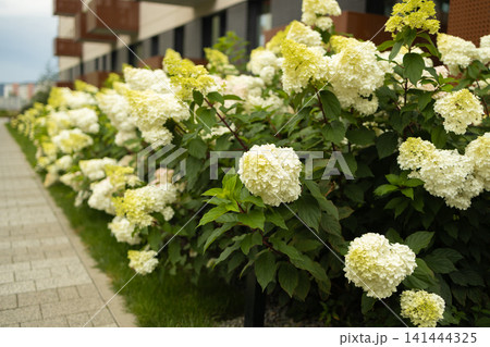 Beautiful blooming hydrangea bushes in modern residential courtyard Beautiful blooming hydrangea bushes in modern residential courtyard 141444325
