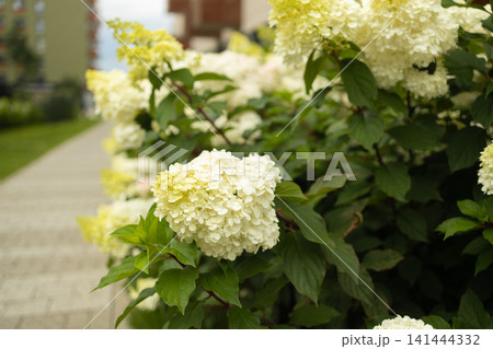 Beautiful blooming hydrangea bushes in modern residential courtyard 141444332