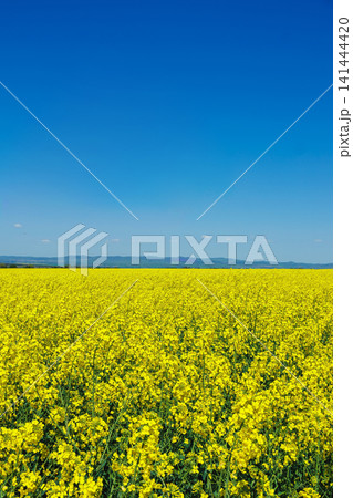 Bright yellow flowers cover a large field under a clear blue sky in a rural area during the day Bright yellow flowers cover a large field under a clear blue sky in a rural area during the day 141444420