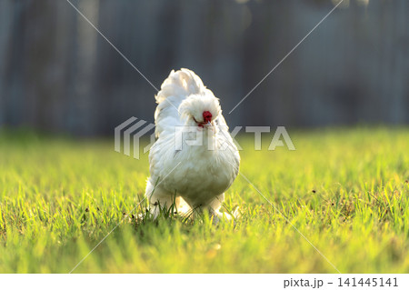 Happy silkie chicks sustainably raised in free range conditions. Domestic chicken on small backyard farm 141445141