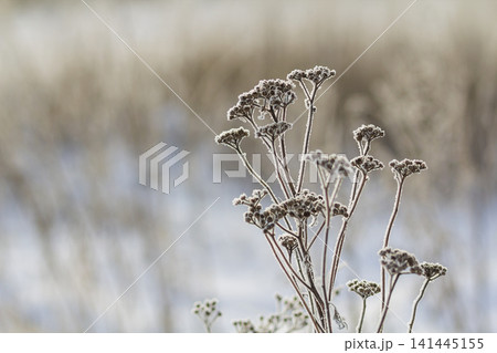 Frozen plants in early morning close up in winter Frozen plants in early morning close up in winter 141445155