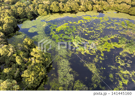 Florida wetlands with water between green wild vegetation. Tropical ecosystem at sunset 141445160