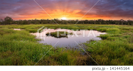 Florida subtropical swamp with wild vegetation in southern USA Florida subtropical swamp with wild vegetation in southern USA 141445164