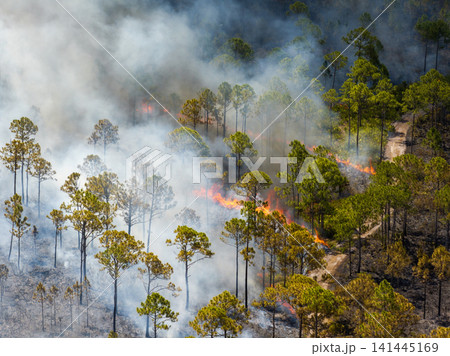 Florida forest consumed by uncontrolled wildfire, with fierce flames and heavy smoke rising into the dry sky. Florida forest consumed by uncontrolled wildfire, with fierce flames and heavy smoke rising into the dry sky. 141445169