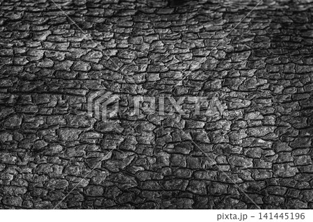 Close up bark pattern is seamless texture from tree. Aged weathered rough wood with cracked surface, natural texture in black and white. Old wood tree bark texture background Close up bark pattern is seamless texture from tree. Aged weathered rough wood with cracked surface, natural texture in black and white. Old wood tree bark texture background 141445196