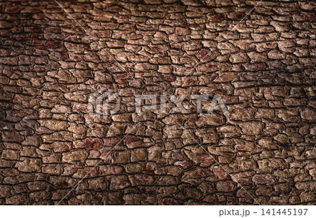 Close up bark pattern is seamless texture from tree. Aged weathered rough wood with cracked surface, warm brown natural texture. Old wood tree bark texture background Close up bark pattern is seamless texture from tree. Aged weathered rough wood with cracked surface, warm brown natural texture. Old wood tree bark texture background 141445197
