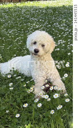 Fluffy White Dog Relaxing in Daisy Field Fluffy White Dog Relaxing in Daisy Field 141445515