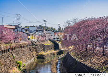 掛川市の掛川城周辺の逆川沿いに咲く掛川桜の風景(静岡県) 掛川市の掛川城周辺の逆川沿いに咲く掛川桜の風景(静岡県) 141445554