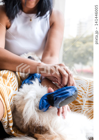 Close up of hands putting blue protective bootie on dog paw 141446005