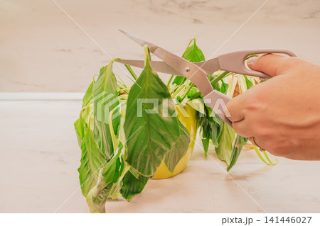 Close up view of hand cutting wilted dry spathiphyllum leaf with scissors for houseplant care and indoor flower rehabilitation treatment procedure concept 141446027