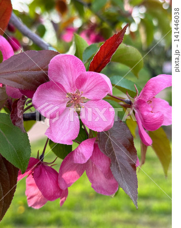 Vibrant pink apple tree blossoms grow closely with dark reddish leaves in garden. Beautiful fresh flowers in spring orchard. Simplicity and elegance concept. Vibrant pink apple tree blossoms grow closely with dark reddish leaves in garden. Beautiful fresh flowers in spring orchard. Simplicity and elegance concept. 141446038