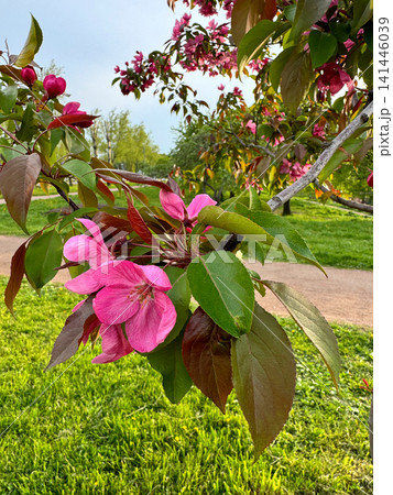 Vibrant pink apple tree blossoms grow on branch in public park. Beautiful spring flowers with green leaves against sandy path. Nature awakening concept. 141446039