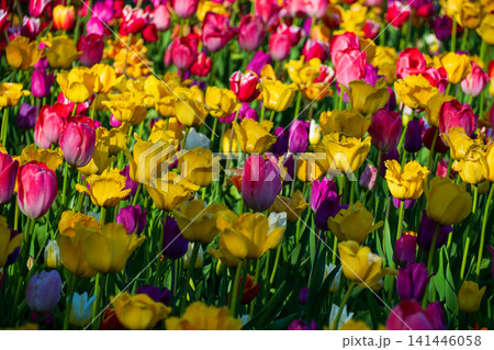 Multicolor tulips blooming in sunny park. Field of yellow, pink, and purple flowers in warm sunlight. Vibrant floral background for your projects. 141446058
