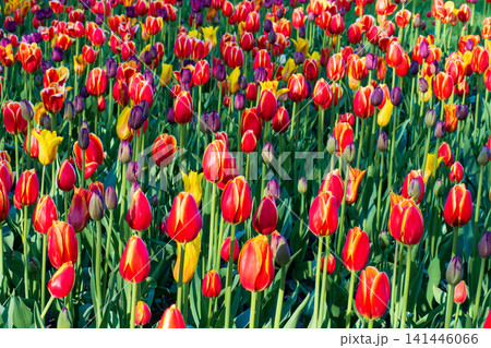 Red tulips blooming in field. Beautiful flowers grow in sunny garden. Vibrant spring atmosphere background. Red tulips blooming in field. Beautiful flowers grow in sunny garden. Vibrant spring atmosphere background. 141446066