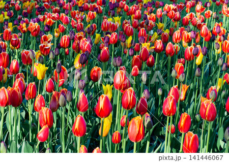 Red, yellow and purple tulips blooming in field. Beautiful flowers grow in sunny garden. Vibrant spring atmosphere background. 141446067