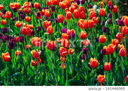 Beautiful tulips blooming in sunny garden. Red and purple flowers grow in field. Vibrant spring atmosphere background for your projects. Beautiful tulips blooming in sunny garden. Red and purple flowers grow in field. Vibrant spring atmosphere background for your projects. 141446069