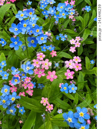 Top view of mixed blue and pink forget-me-not flowers blooming densely among green leaves in spring garden Top view of mixed blue and pink forget-me-not flowers blooming densely among green leaves in spring garden 141446239
