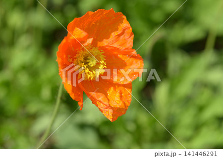 ケシの花 ケシの花 141446291