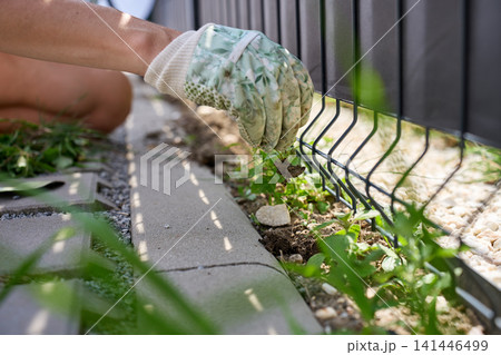 Gloved hand pulls small weed with its roots beside garden fence Gloved hand pulls small weed with its roots beside garden fence 141446499