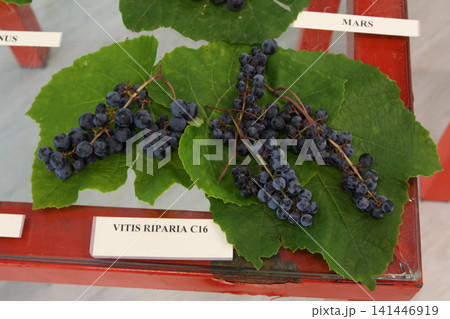High-Angle View of Vitis Riparia Grapes on Display High-Angle View of Vitis Riparia Grapes on Display 141446919
