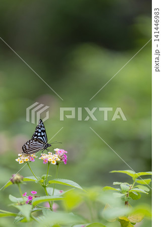 蝶が花の蜜を吸っています　多摩動物公園昆虫生態園 141446983