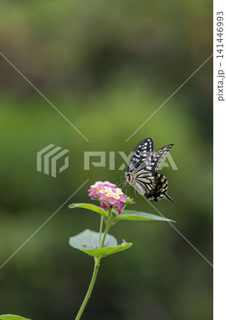 花の蜜を吸うアゲハチョウ 多摩動物公園昆虫生態園 花の蜜を吸うアゲハチョウ 多摩動物公園昆虫生態園 141446993