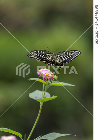 花の蜜を吸うアゲハチョウ 多摩動物公園昆虫生態園 花の蜜を吸うアゲハチョウ 多摩動物公園昆虫生態園 141446998