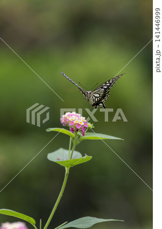 花の蜜を吸うアゲハチョウ 多摩動物公園昆虫生態園 花の蜜を吸うアゲハチョウ 多摩動物公園昆虫生態園 141446999