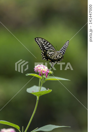 花の蜜を吸うアゲハチョウ 多摩動物公園昆虫生態園 花の蜜を吸うアゲハチョウ 多摩動物公園昆虫生態園 141447000