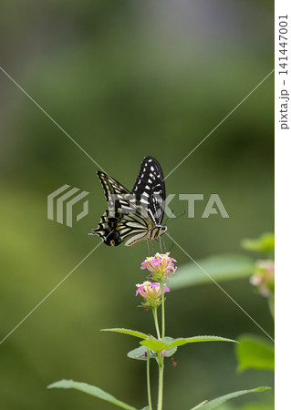アザミの花の蜜を吸うアサギマダラ　多摩動物公園昆虫生態園 141447001