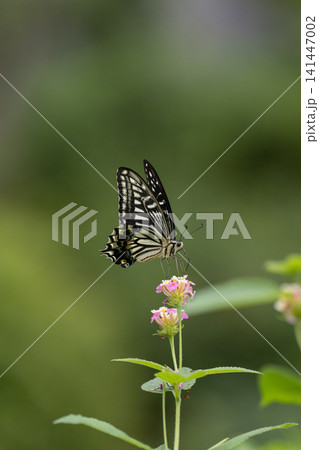 アザミの花の蜜を吸うアサギマダラ 多摩動物公園昆虫生態園 アザミの花の蜜を吸うアサギマダラ 多摩動物公園昆虫生態園 141447002