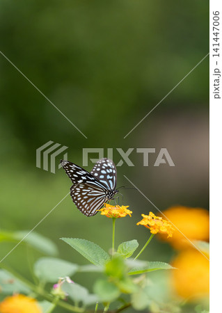 花の蜜を吸う蝶 多摩動物公園昆虫生態園 花の蜜を吸う蝶 多摩動物公園昆虫生態園 141447006