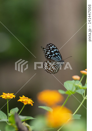 花の蜜を吸う蝶　多摩動物公園昆虫生態園 141447008