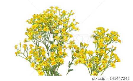 Yellow wild ragwort flowers blooming in summer PNG , isolated on transparent background Yellow wild ragwort flowers blooming in summer PNG , isolated on transparent background 141447245