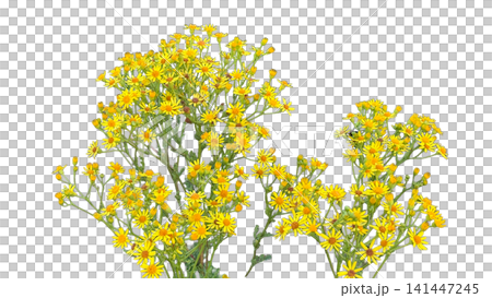 Yellow wild ragwort flowers blooming in summer PNG , isolated on transparent background Yellow wild ragwort flowers blooming in summer PNG , isolated on transparent background 141447245