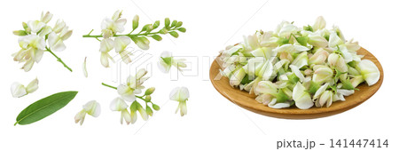 flowers of Sophora japonica or Styphnolobium japonicum in wooden bowl isolated on white background flowers of Sophora japonica or Styphnolobium japonicum in wooden bowl isolated on white background 141447414