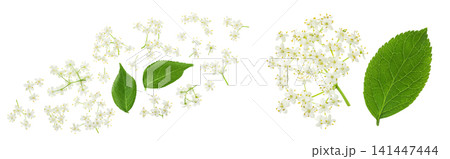 Elderberry flower or Sambucus nigra isolated on a white background. Elderberry flower or Sambucus nigra isolated on a white background. 141447444
