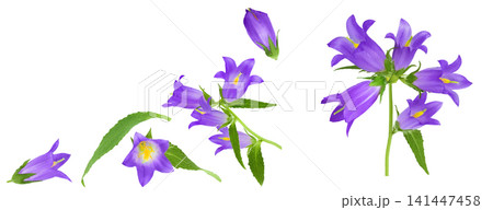 Campanula flower isolated on white background. Top view with copy space for your text. Flat lay Campanula flower isolated on white background. Top view with copy space for your text. Flat lay 141447458