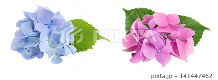 Blue and pink Hydrangea flower isolated on white background Blue and pink Hydrangea flower isolated on white background 141447462