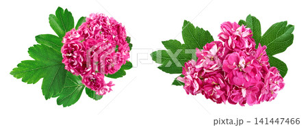 Blooming branch of hawthorn isolated on white background. Crataegus Pauls Scarlet. Blooming branch of hawthorn isolated on white background. Crataegus Pauls Scarlet. 141447466