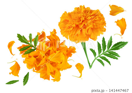 fresh petals of marigold or tagetes erecta flower isolated on white background with full depth of field. Top view. Flat lay fresh petals of marigold or tagetes erecta flower isolated on white background with full depth of field. Top view. Flat lay 141447467