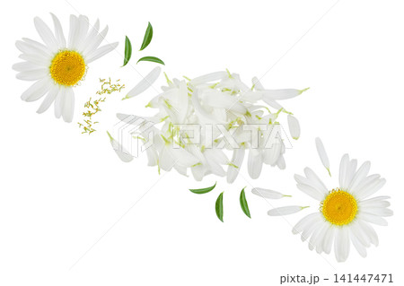 chamomile or daisies petals isolated on white background . chamomile or daisies petals isolated on white background . 141447471