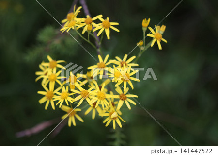 Close up of blooming Jacobaea vulgaris with bright yellow flower clusters growing in a natural meadow. Close up of blooming Jacobaea vulgaris with bright yellow flower clusters growing in a natural meadow. 141447522